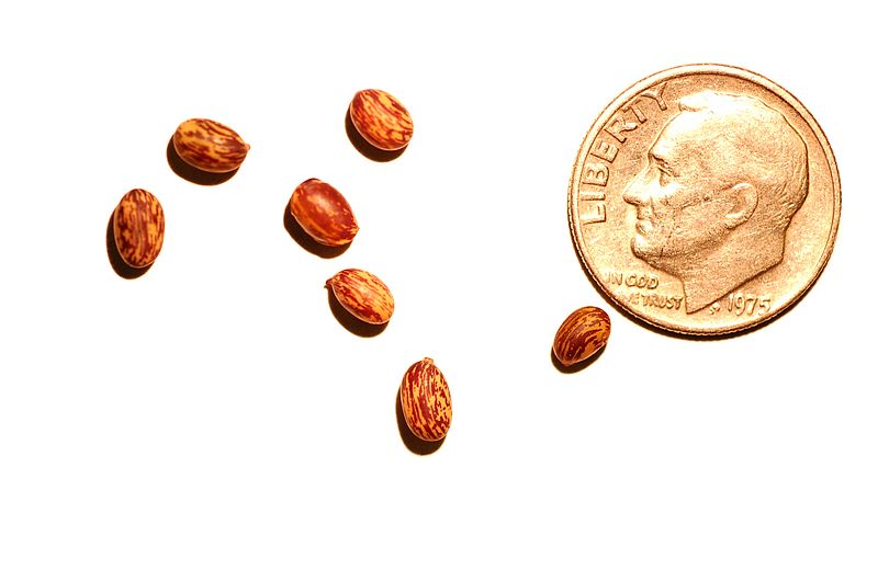 File:Caragana arborescens seeds.JPG