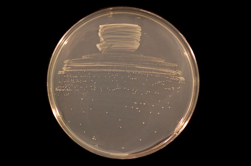 File:Bradyrhizobium japonicum USDA 110 on TY agar.JPG