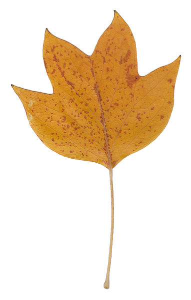 File:Autumn Tulip Tree Leaf.jpg