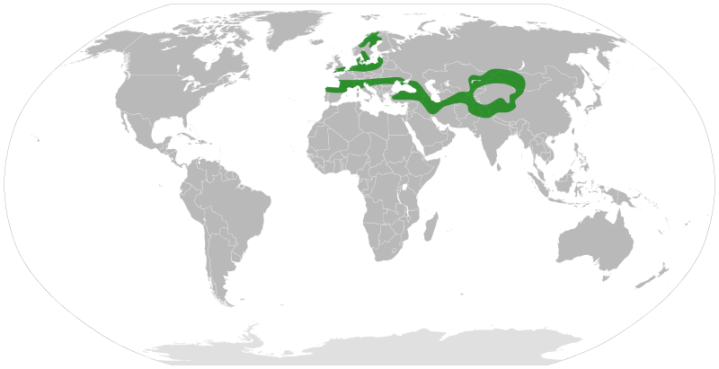File:Hippophae distribution.svg