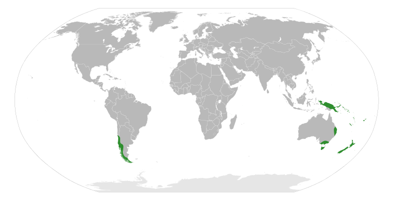 File:Nothofagus Distribution.svg