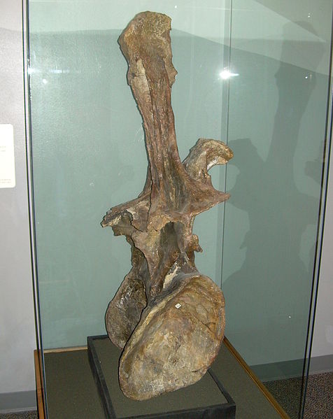 File:Supersaurus vivianae dorsal vertebra.JPG