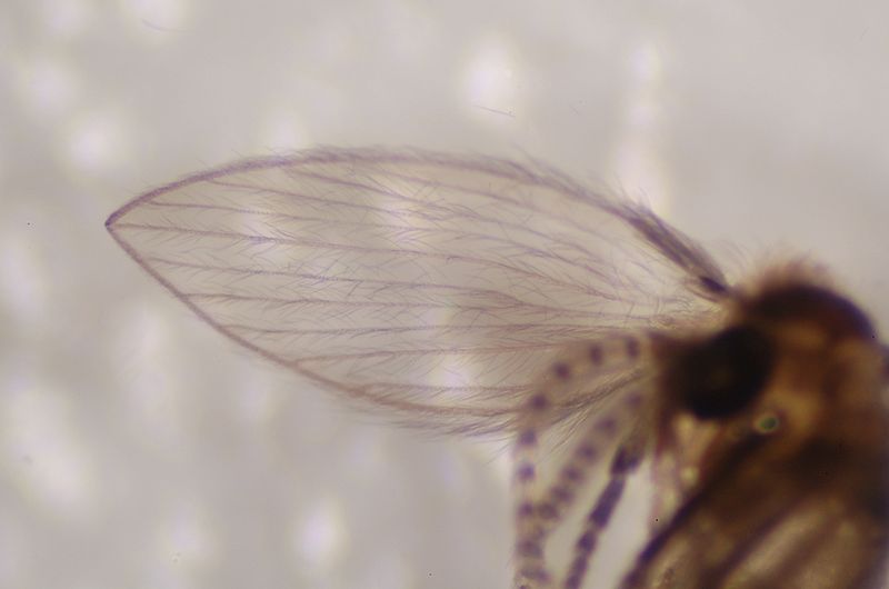 File:Closeup of Psychodinae wing venation.JPG