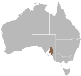 File:Delma molleri distribution.svg
