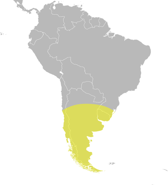 File:Oxyura vittata distribution.svg
