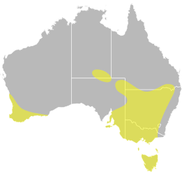 File:Oxyura australis distribution.svg