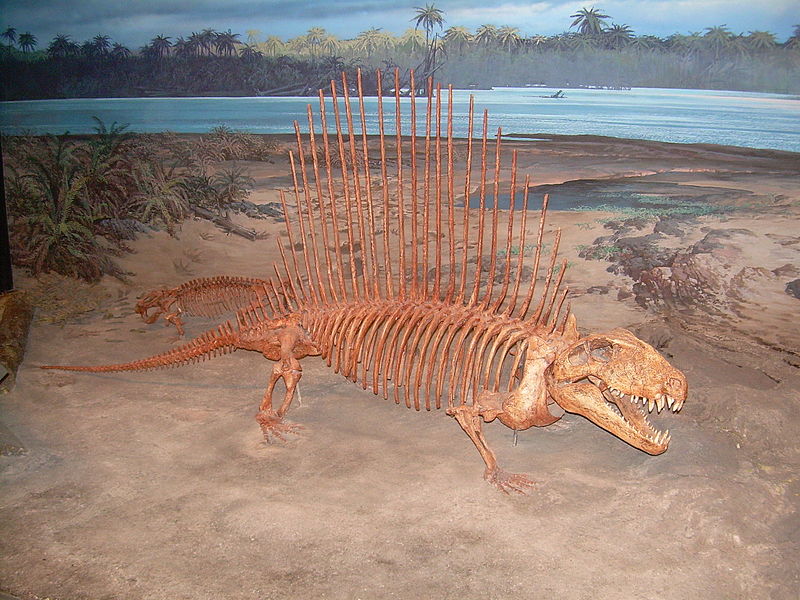 File:Dimetrodon skeleton.JPG
