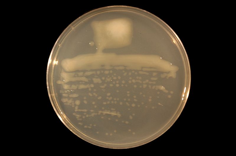 File:Sinorhizobium medicae on TY agar.JPG