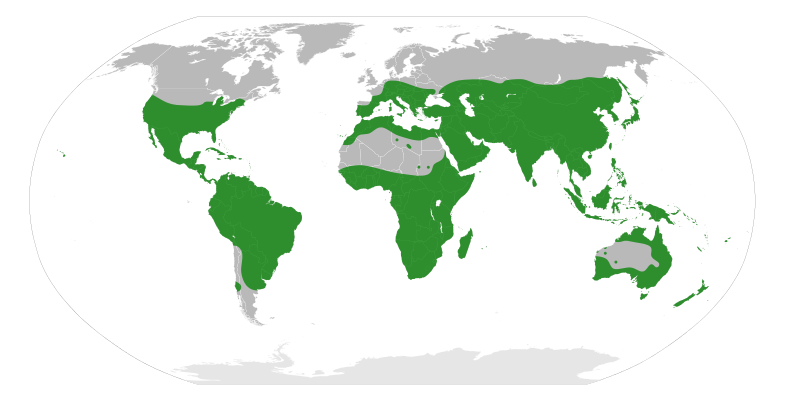 File:Rutoideae distribution.svg