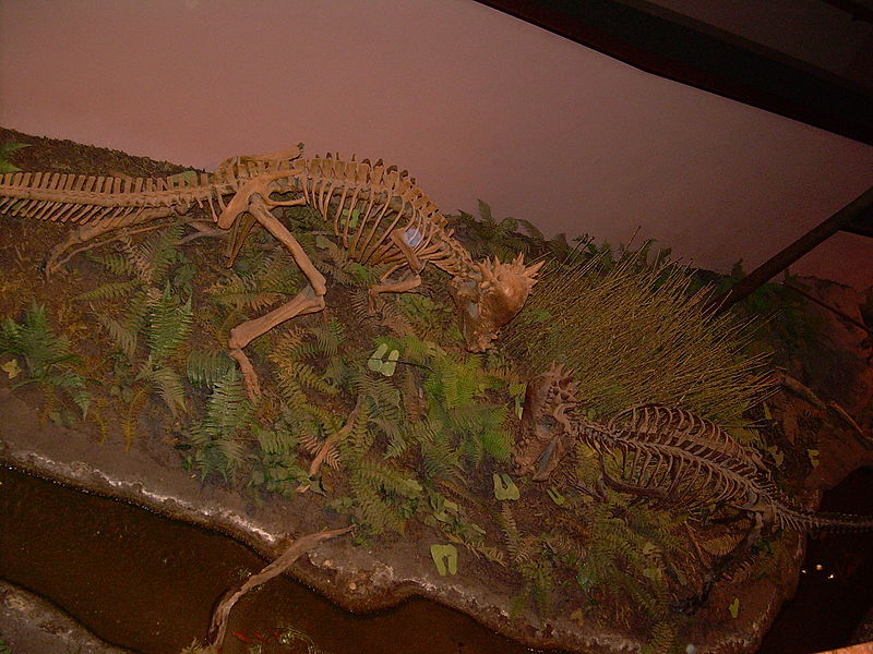 File:Pachycephalosaurus wyomingensis skeletons.JPG