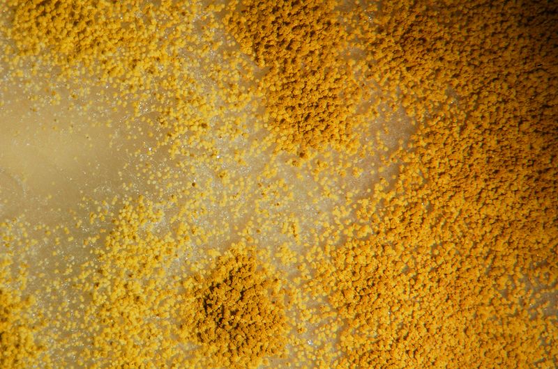 File:Aspergillus sp. 2.0X.JPG