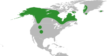 File:Primula egaliksensis distribution.svg