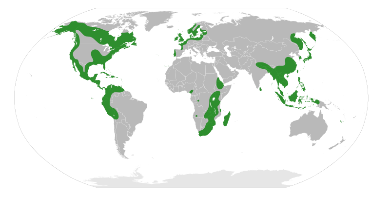 File:Myricaceae Distribution.svg