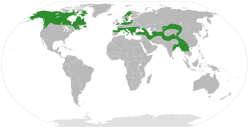 File:Elaeagnaceae distribution.svg