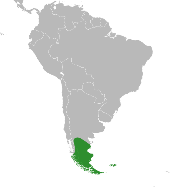 File:Primula magellanica distribution.svg
