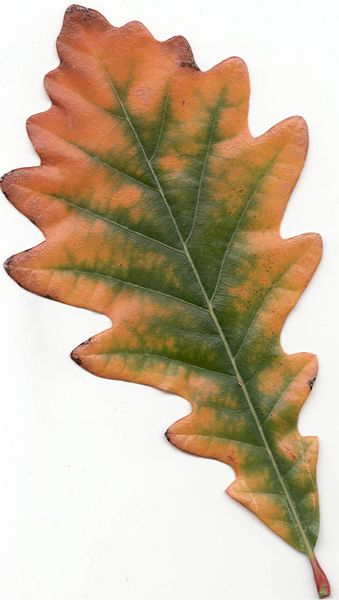 File:Autumn Swamp White Oak Leaf.jpg