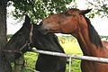 " The Horse Whisperer " - geograph.org.uk - 492722.jpg