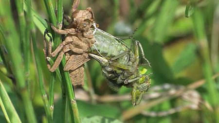 File:Libellula depressa - emerging - 2014-06-01.webm
