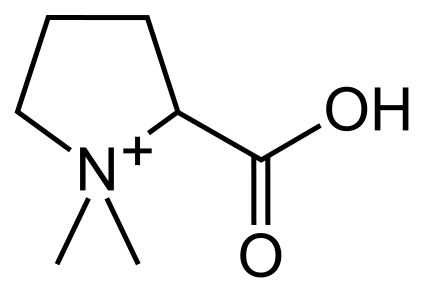 File:Stachydrine.svg