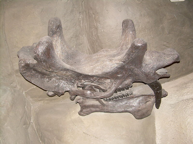 File:Uintatherium anceps skull.JPG