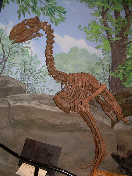 File:Gastornis (Diatryma) skeleton.JPG