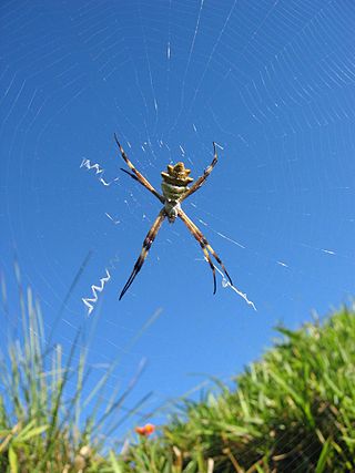 A spider at the Rainbow World Gathering 2004 in the south of Costa Rica near the Parque Internacional la Amistad