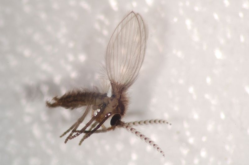 File:Unidentified Pshychodinae species.JPG