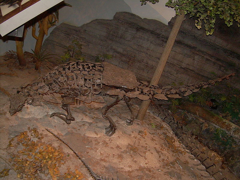 File:Gargoyleosaurus parkpinorum skeleton.JPG