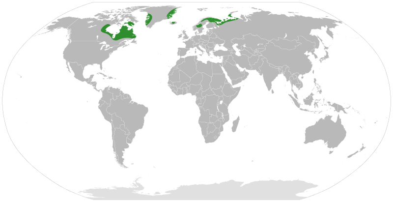 File:Primula stricta distribution.svg