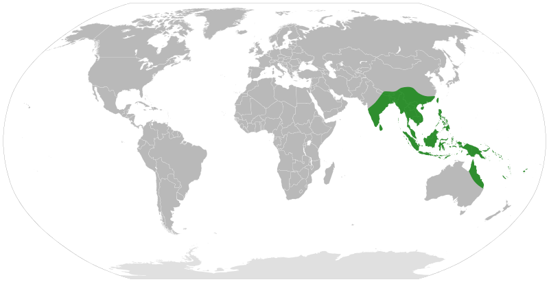 File:Alocasia distribution.svg