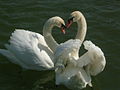 ChathamMedwaySwans2669.JPG