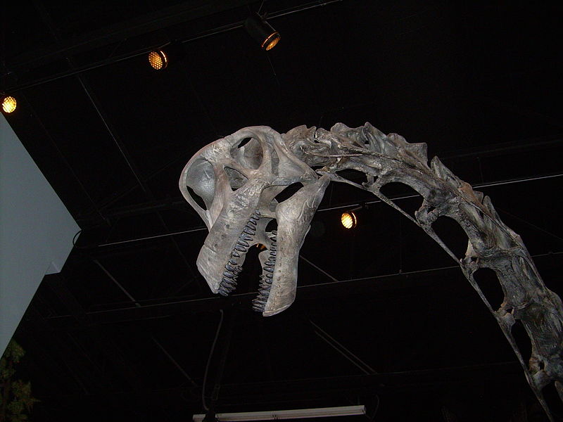 File:Brachiosaurus skull.JPG