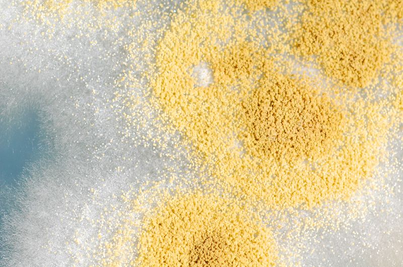 File:Aspergillus sp. 0.63X.JPG