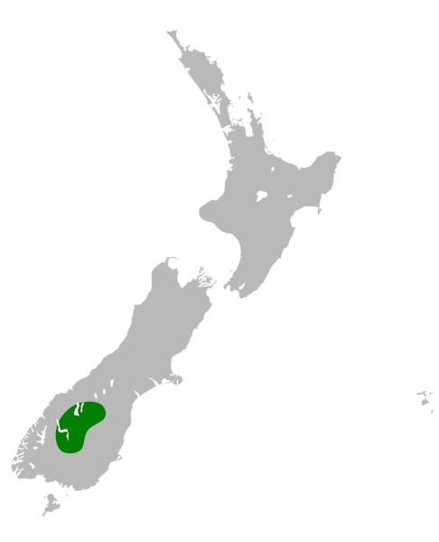 File:Ranunculus pachyrrhizus distribution map.svg