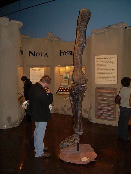 File:Camarasaurus grandis leg.JPG