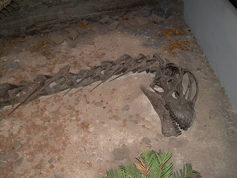 File:Camarasaurus skull.JPG