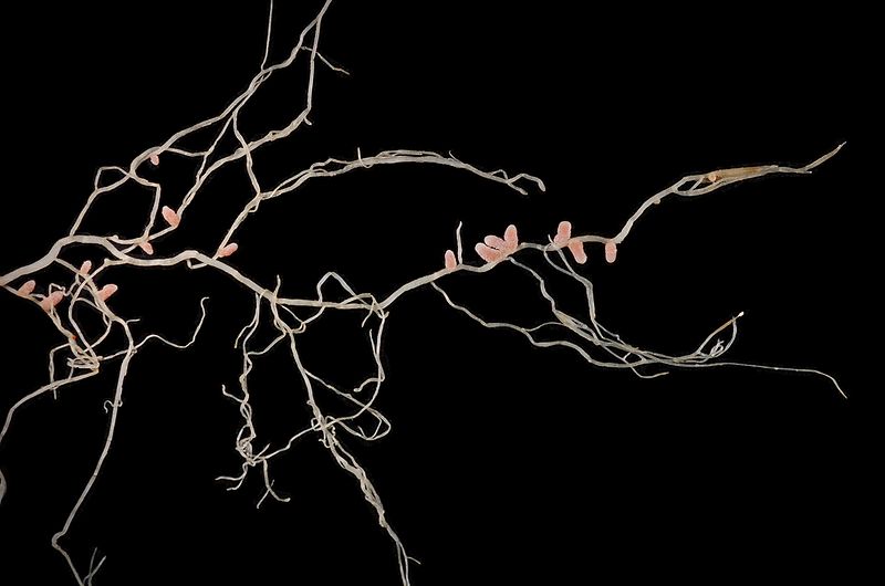 File:Medicago italica root system.JPG