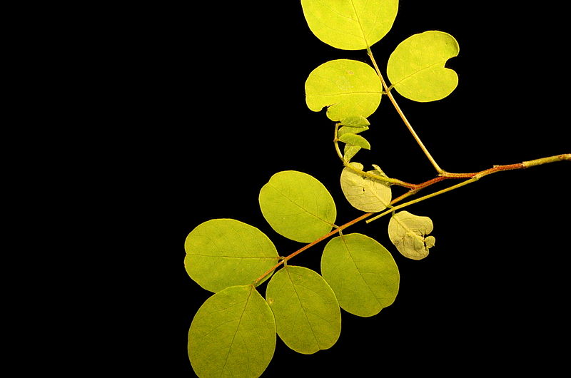File:Robinia pseudoacacia shoot.JPG