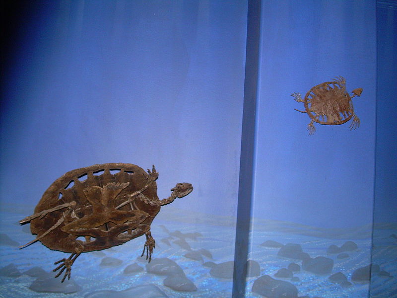 File:Toxochelys bauri skeletons.JPG