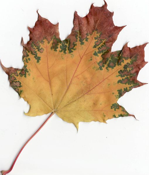 File:Autumn Norway Maple Leaf.jpg