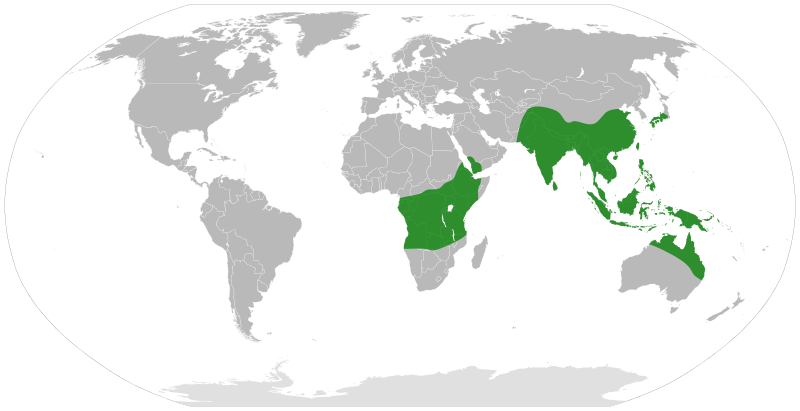 File:Typhonium distribution.svg
