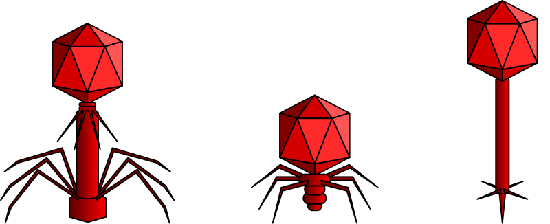 File:Caudovirales.svg
