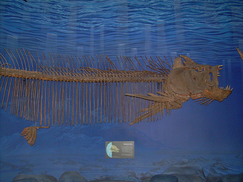File:Xiphactinus audax skeleton.JPG