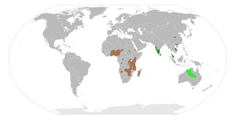File:Rothia distribution.svg