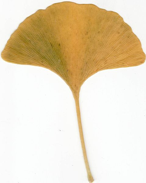 File:Autumn Ginkgo Leaf.jpg