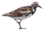 Ruddy-turnstone-icon.png