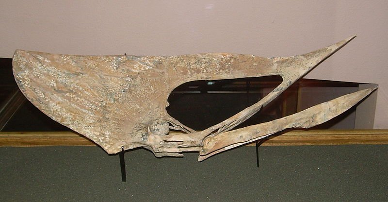File:Tupuxuara skull.JPG