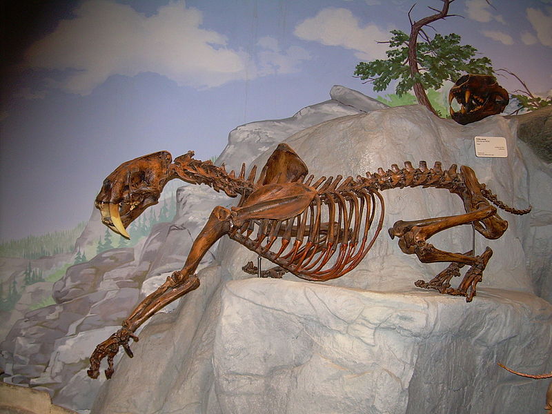 File:Smilodon skeleton and Felis atrox skull.JPG
