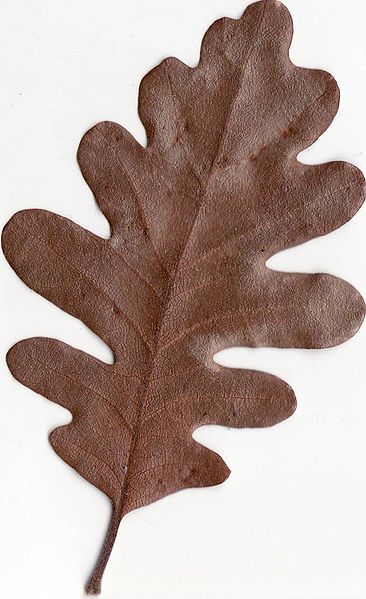 File:Autumn Gambel Oak Leaf.jpg