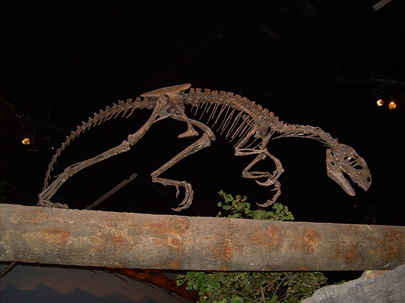 File:Tanycolagreus topwilsoni skeleton.JPG